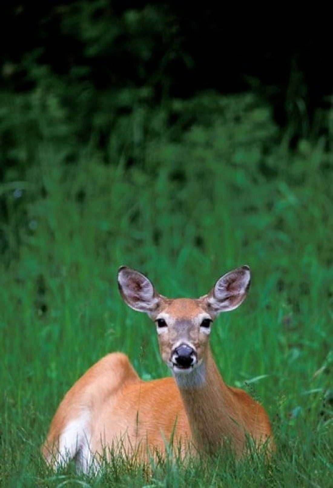 Alberta Waterton Lakes Mule Deer wildlife Canvas Art - Todd Gustafson DanitaDelimont (24 x 36)