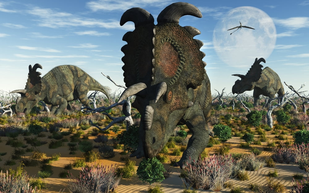 Albertaceratops dinosaurs grazing Canvas Art - Mark StevensonStocktrek Images (18 x 12)