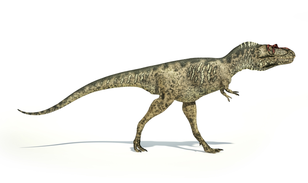 Albertosaurus dinosaur on white background Canvas Art - Leonello CalvettiStocktrek Images (18 x 11)