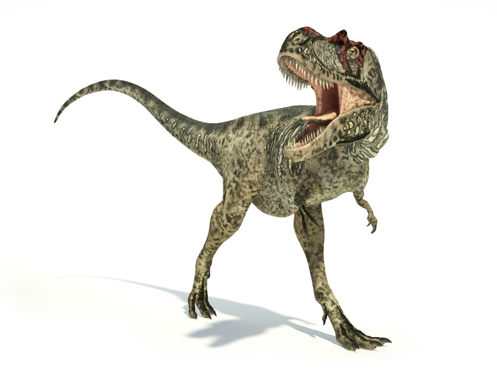 Albertosaurus dinosaur on white background Canvas Art - Leonello CalvettiStocktrek Images (33 x 25)