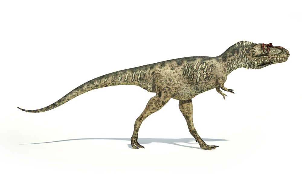 Albertosaurus dinosaur on white background Canvas Art - Leonello CalvettiStocktrek Images (36 x 22)