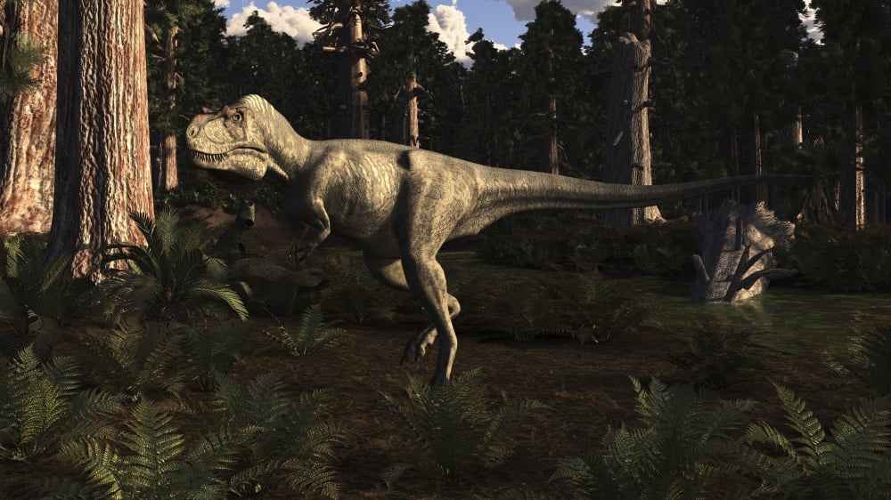 Albertosaurus sarcophagus wanders a prehistoric forest Canvas Art - Arthur DoretyStocktrek Images (19 x 11)