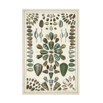 Albertus Seba 'Grand Seba Shells IV' Canvas Art