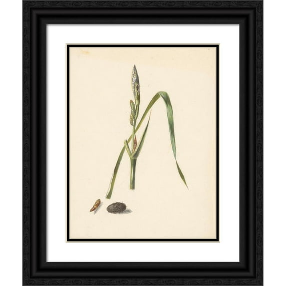 Albertus Steenbergen 19x24 Black Ornate Framed Double Matted Museum Art Print Titled: Study of Iris with Caterpillar, Underneath a Cocoon and Input Caterpillar (1824 - 1900)