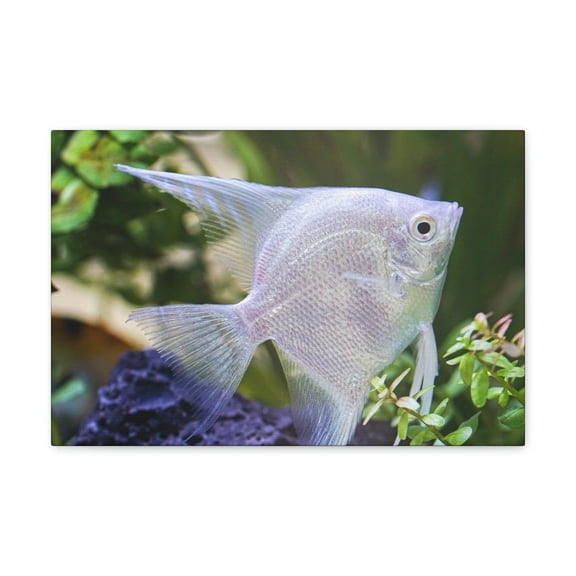Albino Angel Fish Under the Sea Angel Fish Wall Art Ready To Hang Unframed