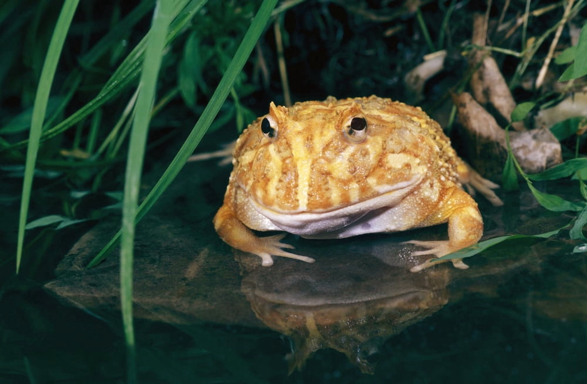 Albino Horned Frog Canvas Art - John Pitcher Design Pics (17 x 11)