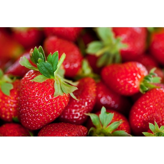 Albion Everbearing Strawberry Plants - Fruit Very Firm, Sweet, High Yields (30 Plants) Can Not Ship to California.