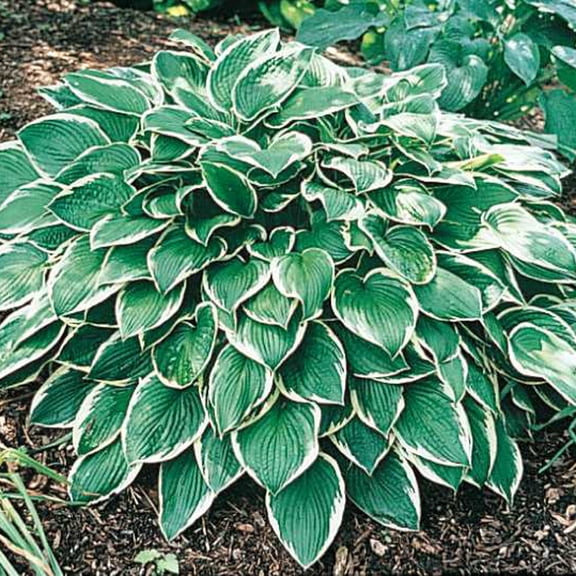 Albo Marginata Hosta Dormant Bare Root Perennial Plant Roots (10-Pack)