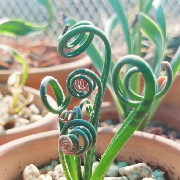 Albuca Spiralis-Easy Planting