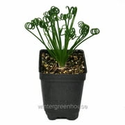 Albuca Spiralis, Frizzle Sizzle, Corkscrew Albuca - Pot Size: 3" (2.6x3.5") - Houseplants, Plants
