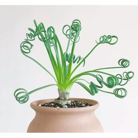 Albuca Spiralis Plant Augrabies Hills Frizzle Sizzle, Corkscrew Albuca Succulent Curly Grass Plant 3.5 Inch Pot