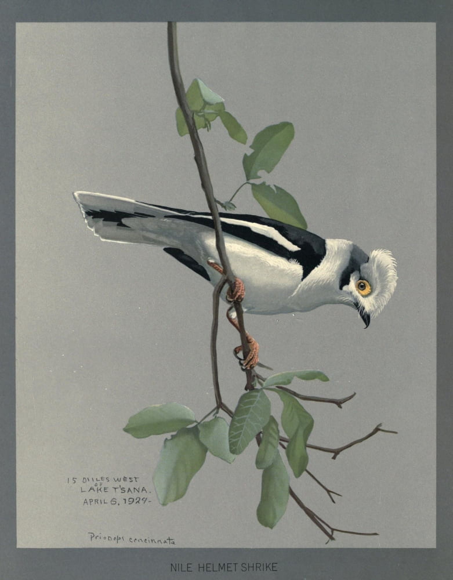 Album of Abyssinian Birds & Mammals 1930 Nile Helmet Shrike Canvas Art - Louis Agassiz Fuertes (18 x 24)
