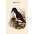 thumbnail image 1 of Alca Torda - Razorbill-Fine Art Canvas Print (20" x 30"), 1 of 1