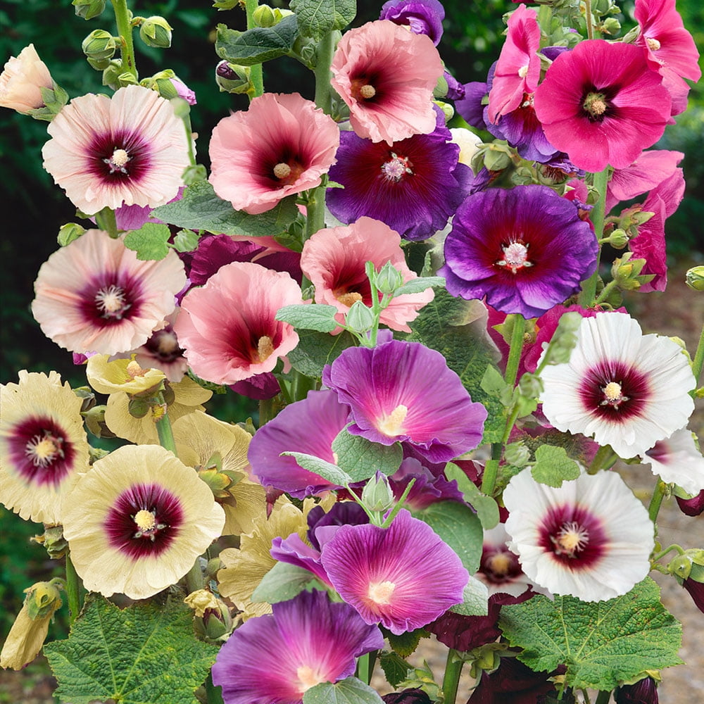 Majorette Double White Dwarf Hollyhock Seeds - 50 Non-GMO Heirloom Biennial Flower Seeds For Gardens