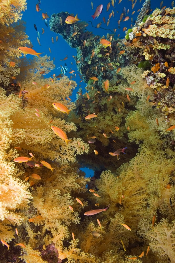 Alconarian Coral and school of Anthias Fiji Canvas Art - Dave Fleetham Design Pics (22 x 34)