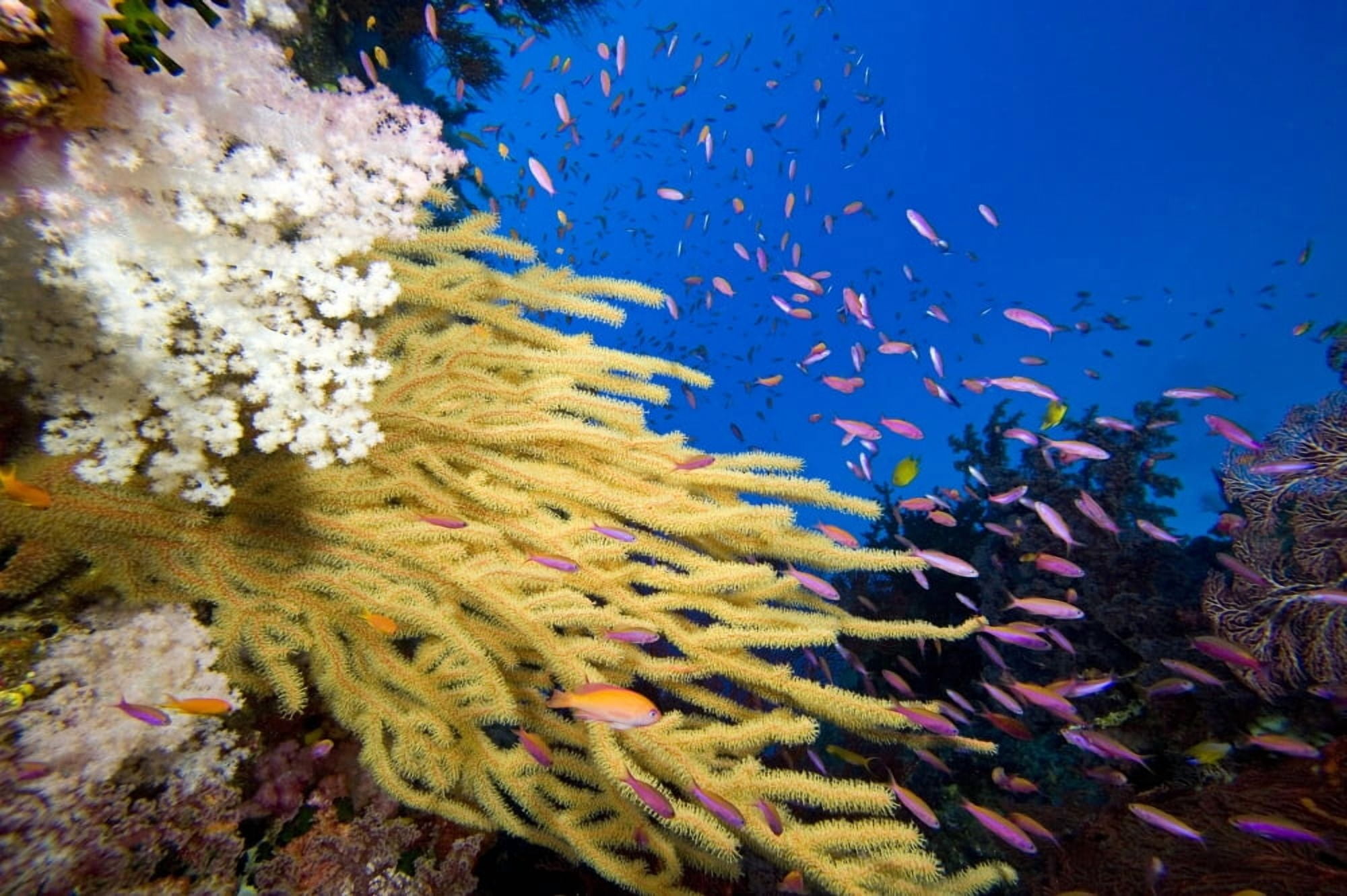 Alconarian and Gorgonian Coral Fiji Canvas Art - Dave Fleetham Design Pics (17 x 11)
