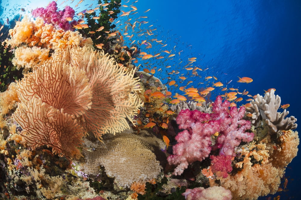 Alconarian and gorgonian coral with schooling bigeye jacks dominate this Fijian reef scene Fiji Canvas Art - Dave Fleetham Design Pics (19 x 12)
