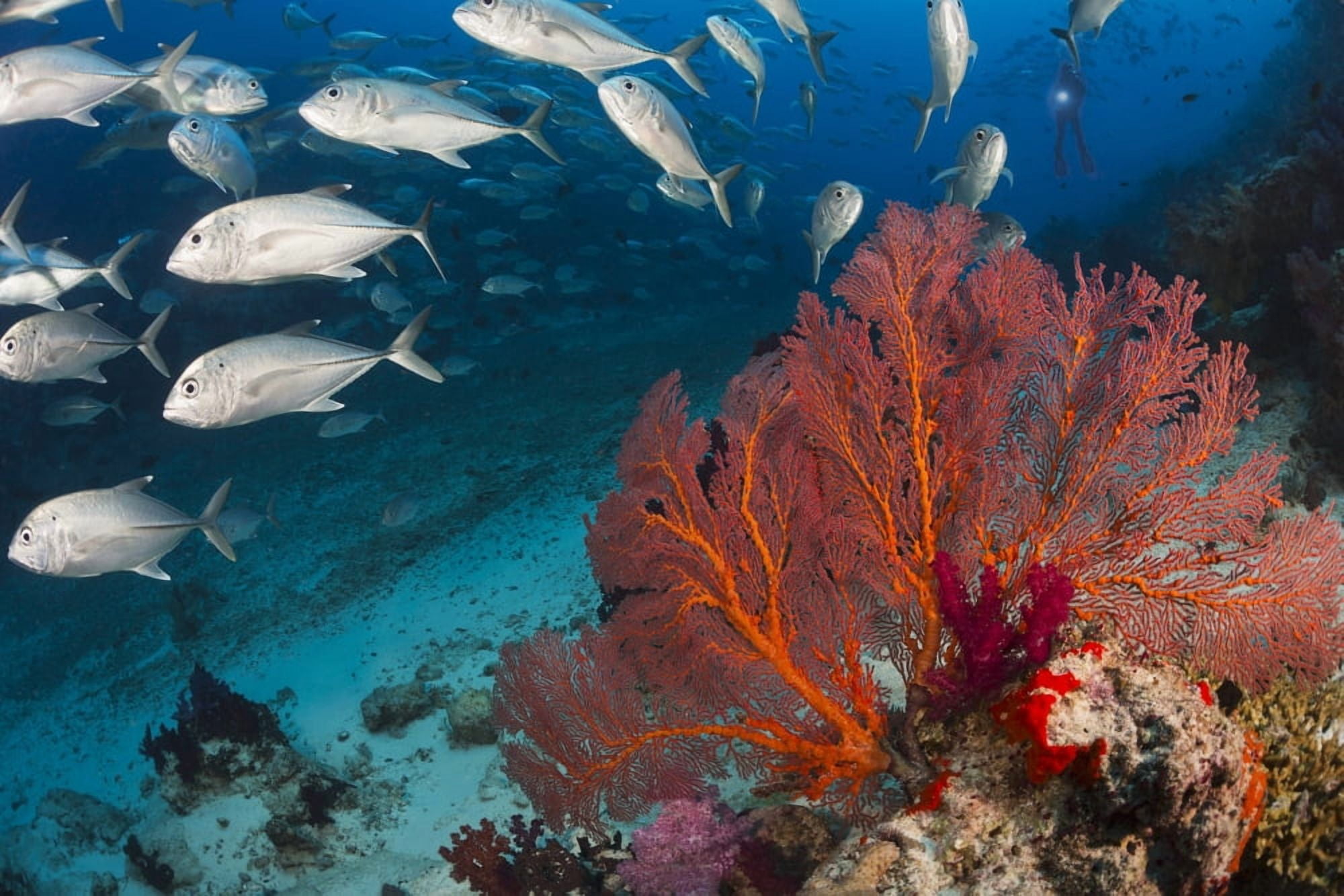 Alconarian and gorgonian coral with schooling bigeye jacks dominate this Fijian reef scene Fiji Canvas Art - Dave Fleetham Design Pics (38 x 24)