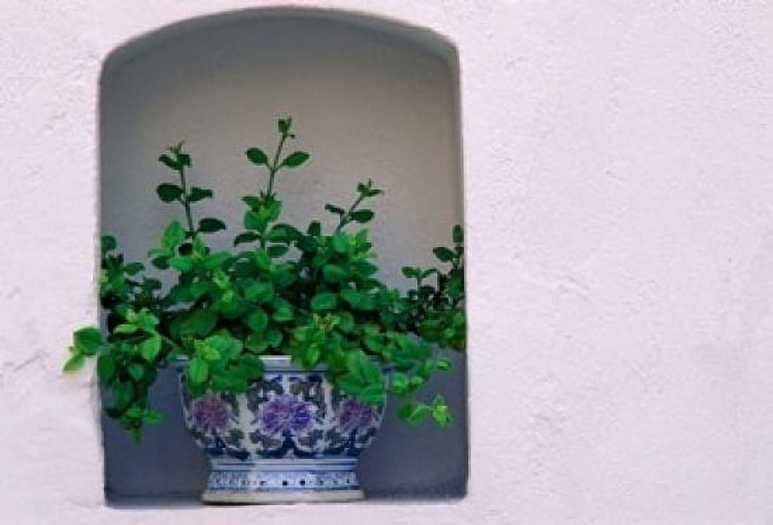 Alcove Plant Santorini Greece Canvas Art - Keren Su DanitaDelimont (24 x 15)