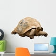 thumbnail image 1 of Aldabra Giant Tortoise Geochelone Wall Decal by Wallmonkeys Peel and Stick Graphic (24 in W x 16 in H) WM128640, 1 of 4