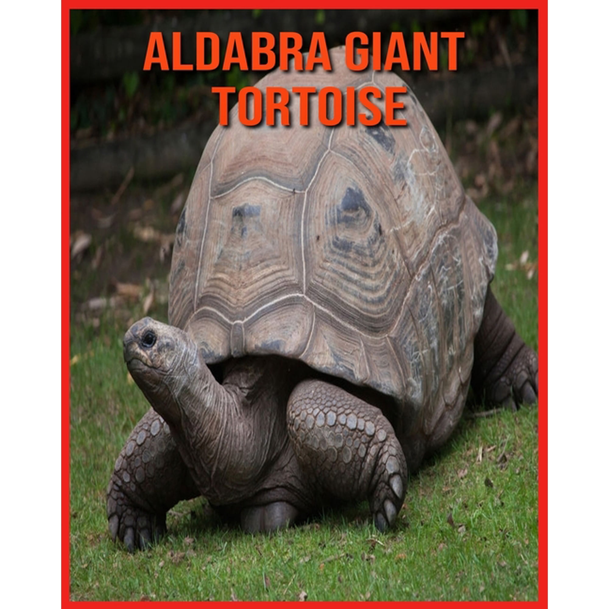 Aldabra Giant Tortoise