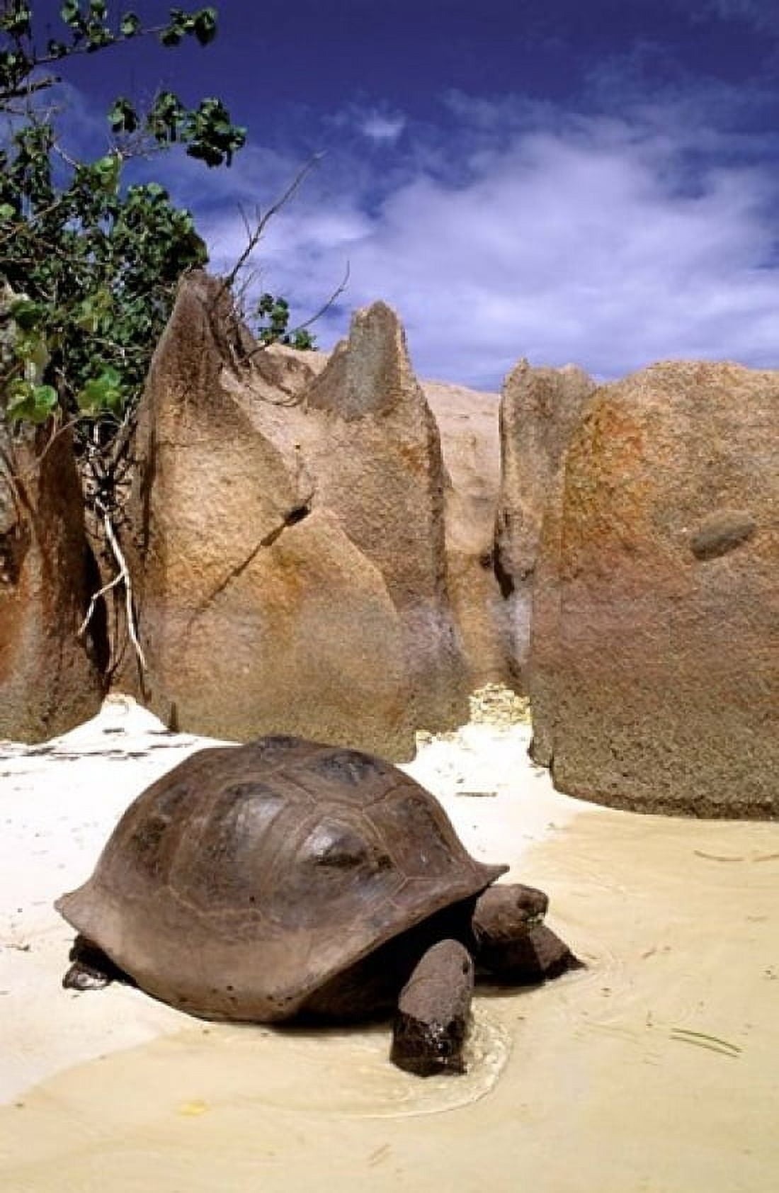 Aldabran Giant Tortoise Curieuse Island Seychelles Africa Canvas Art - Pete Oxford DanitaDelimont (11 x 17)