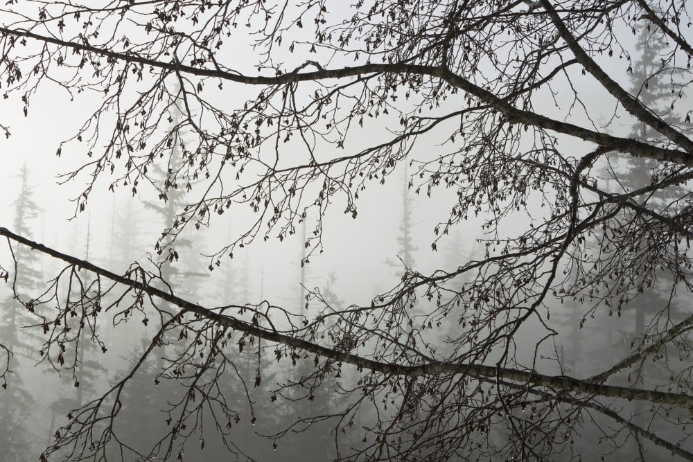 Alder Cones Dripping With Moisture Hang Off Branches On A Misty Morning In Tongass National Forest Southeast Alaska Winter Canvas Art - John Hyde Design Pics (38 x 24)