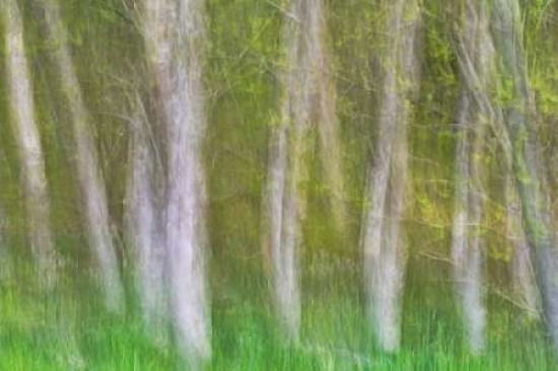 Alder Forest I Canvas Art - Kathy Mahan (24 x 36)