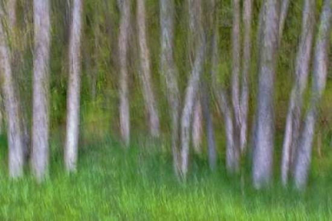 Alder Forest II Canvas Art - Kathy Mahan (24 x 36)