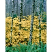 Alders and Vine Maples, Clatsop County, North Coastal Range, Oregon, USA Poster Print by Panoramic Images (14 x 11)
