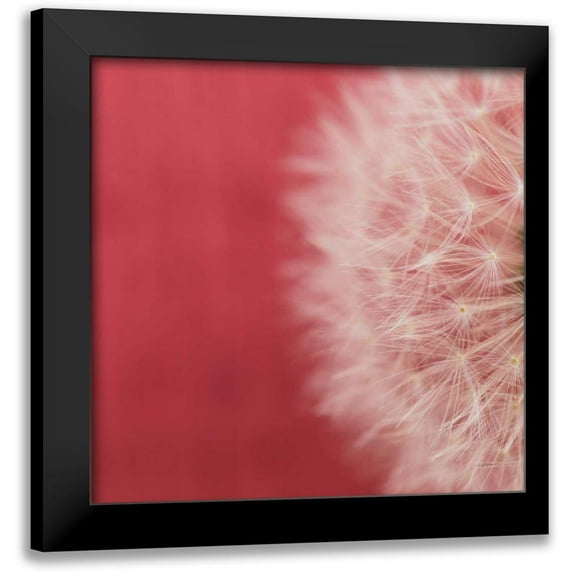 Aledanda 12x12 Black Modern Framed Museum Art Print Titled - Dandelion on Red II
