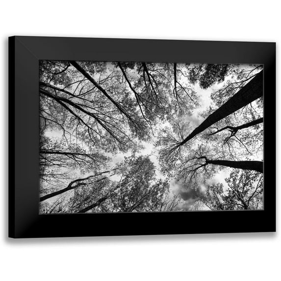 Aledanda 14x11 Black Modern Framed Museum Art Print Titled - Looking Up I BW