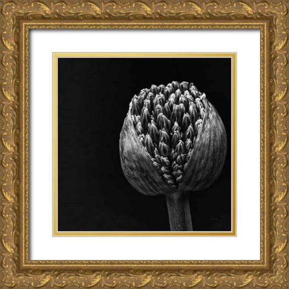 Aledanda 15x15 Gold Ornate Wood Framed with Double Matting Museum Art Print Titled - Allium II