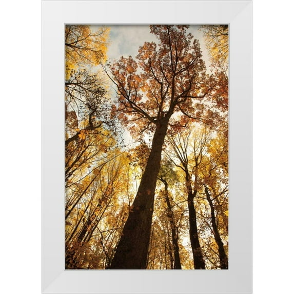 Aledanda 17x24 White Modern Wood Framed Museum Art Print Titled - Towering Trees I