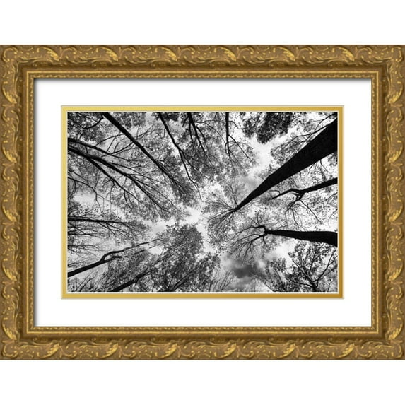 Aledanda 24x17 Gold Ornate Wood Framed with Double Matting Museum Art Print Titled - Looking Up I BW