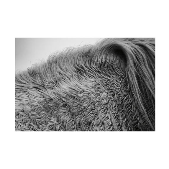Aledanda 'Horse Hair' Canvas Art