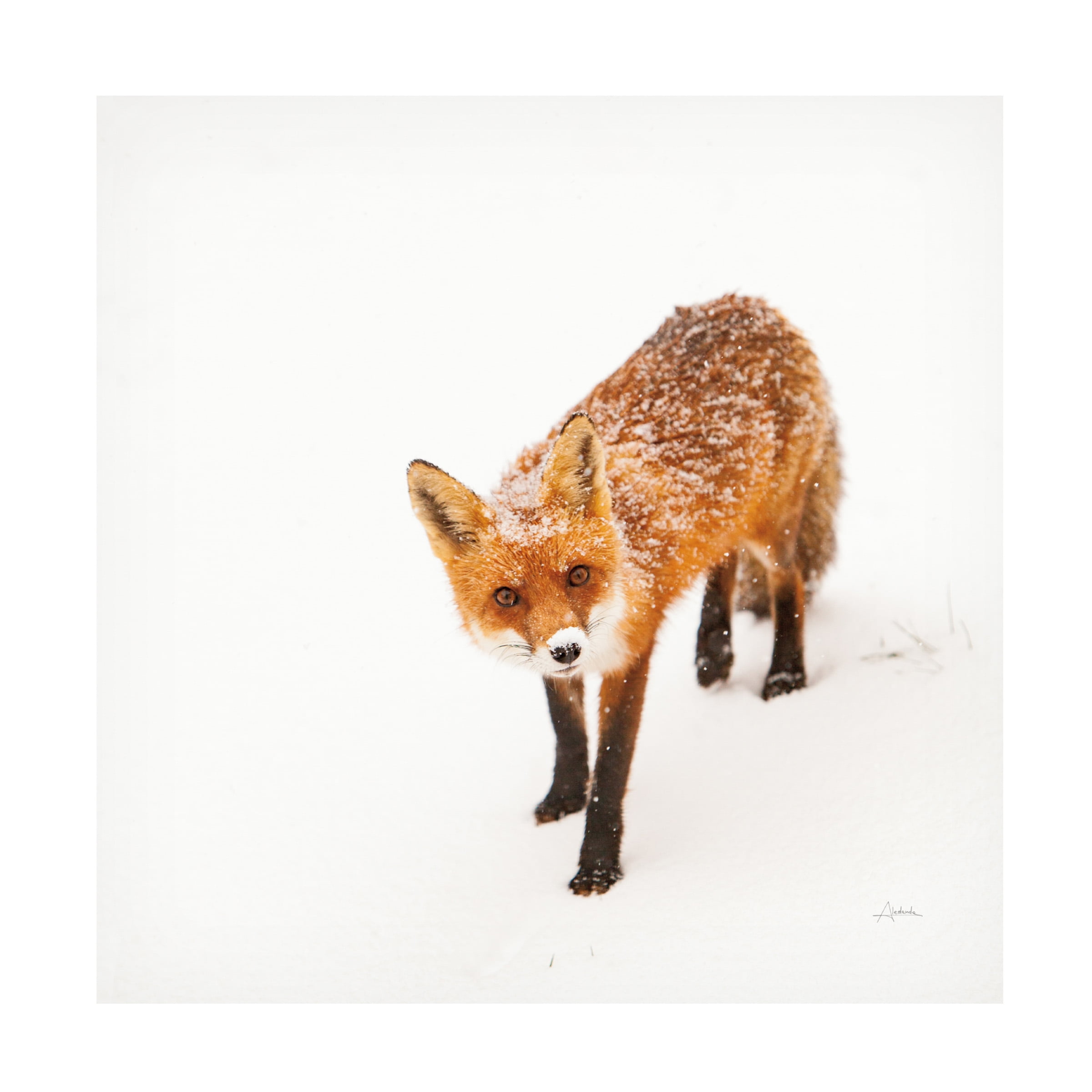 Aledanda 'Red Fox II' Canvas Art
