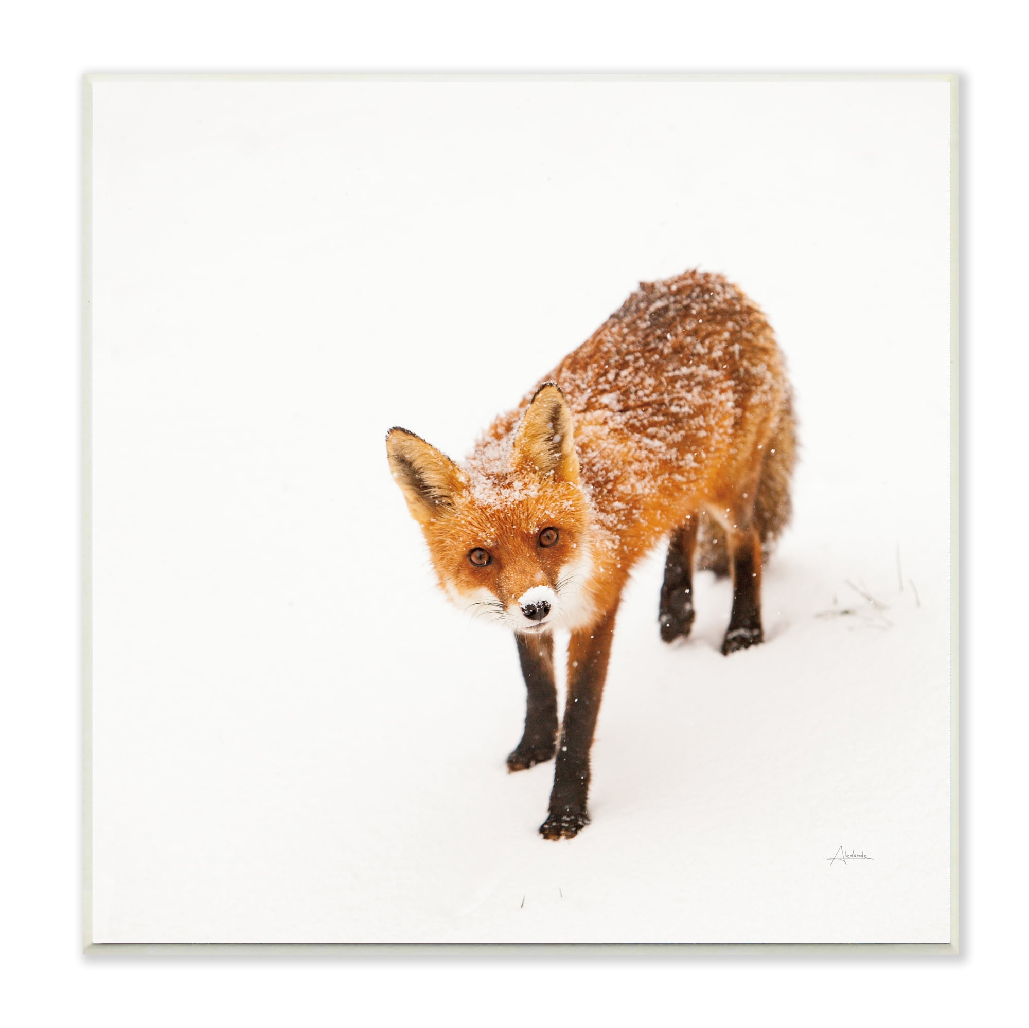 Aledanda Red Fox Winter Snow Animal 12 in x 12 in Framed Photography Art Prints, by Stupell Home Décor