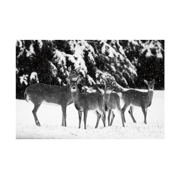 Aledanda 'The Herd' Canvas Art