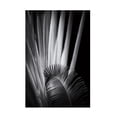 thumbnail image 1 of Aledanda 'Tropical II' Canvas Art, 1 of 3