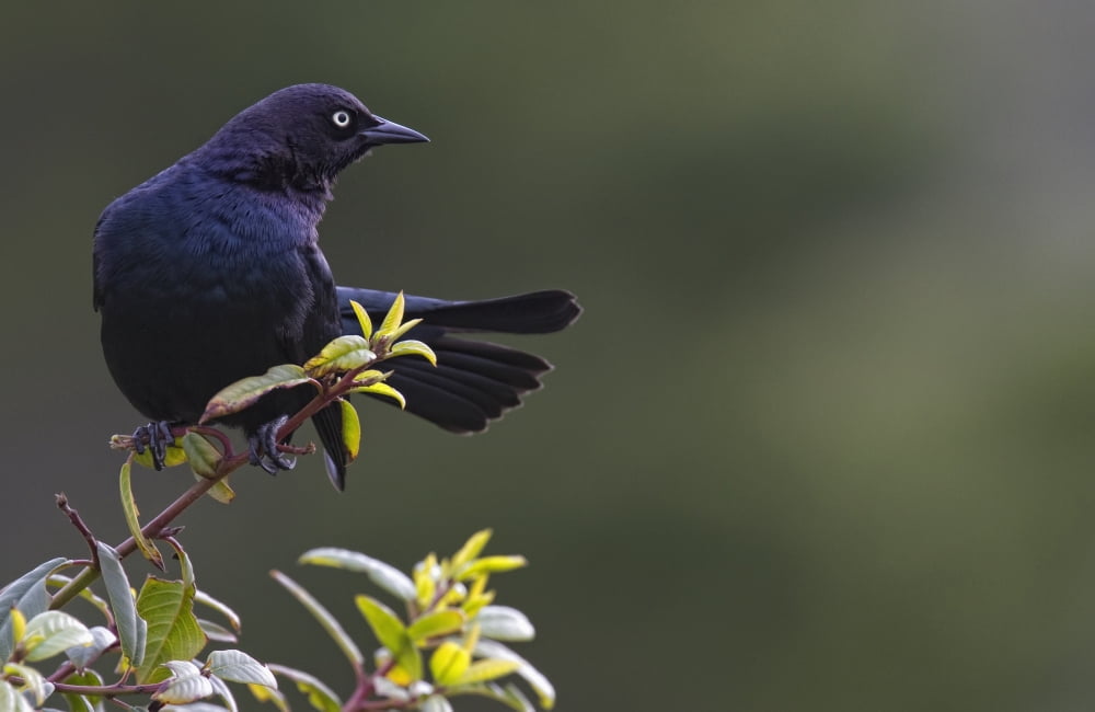Alert Brewers blackbird perched on twig Big Sur California USA Canvas Art - Robert Postma Design Pics (38 x 24)