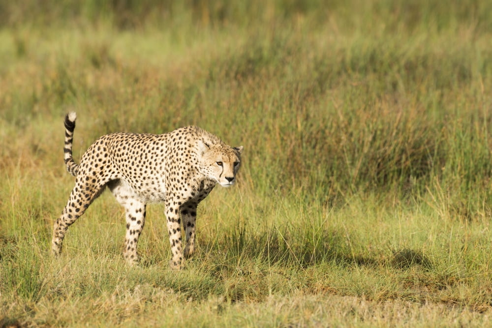 Alert Cheetah (Acinonyx jubatus) stalking through open grassland near Ndutu Ngorongoro Crater Conservation Area Tanzania Canvas Art - Kenneth Whitten Design Pics (38 x 24)