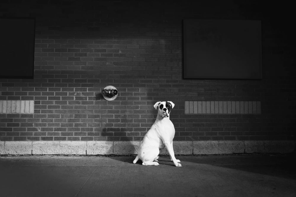 Alert Dog Canvas Art - Richard Wear Design Pics (34 x 22)