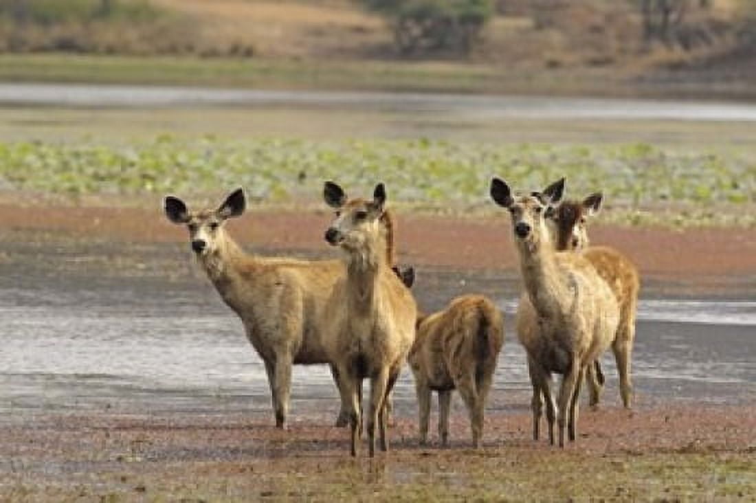 Alert Sanbar deers Ranthambhor National Park India Canvas Art - Jagdeep Rajput DanitaDelimont (36 x 24)