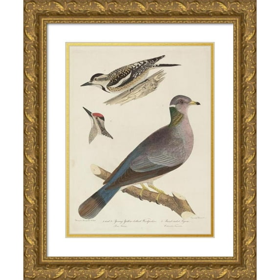 Alexander Lawson 15x18 Gold Ornate Wood Frame and Double Matted Museum Art Print Titled - Young Yellow-Bellied Woodpeckers and Band-Tailed Pigeon