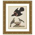 thumbnail image 1 of Alexander Lawson 20x24 Gold Ornate Framed and Double Matted Museum Art Print Titled - Red-Winged Starling, Female Red-Winged Starling, Black-Poll Warbler, and Lesser Red-Poll (1808-1814), 1 of 4