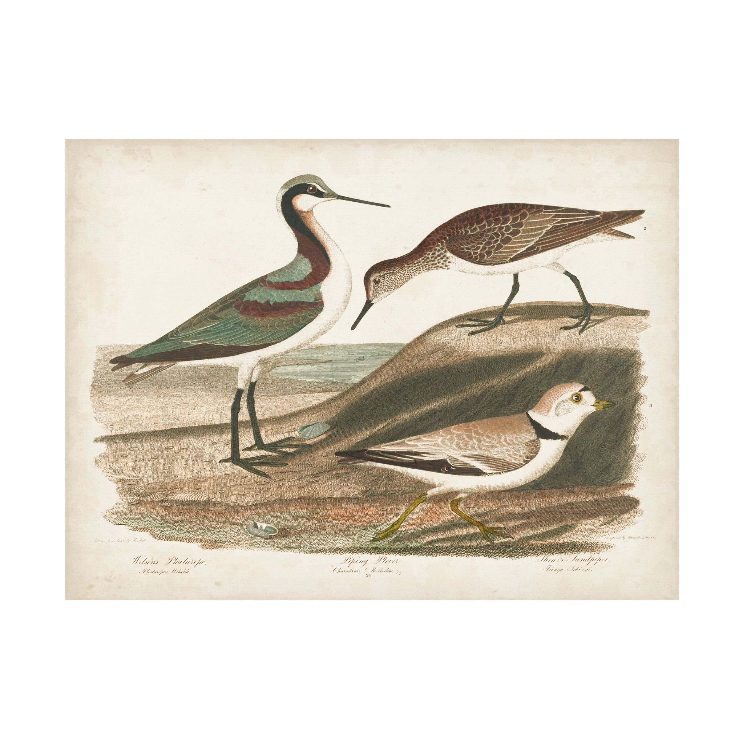 Alexander Wilson 'Waterbird Trio III' Canvas Art