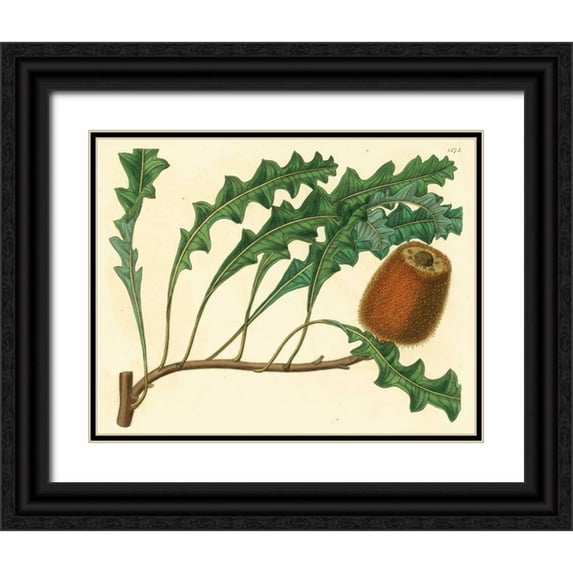 Alexander, Zachary 14x12 Black Ornate Wood Framed with Double Matting Museum Art Print Titled - Palmetto I