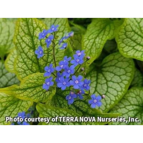 Alexander's Great Bugloss - 1 Gallon Perennial