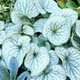 thumbnail image 1 of Alexanders Great Brunnera Flower Root - Grows Great in Shade - Deer Resistant - Grows Well In Containers - Naturalizing - Perennializing - Easy to Grow Live Plants - Outdoor Garden, 1 of 3